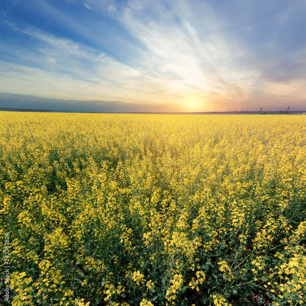 canola field rapeseed plant / sunset time photon image mid-summer canola field rapeseed plant / sunset time photon image mid-summer