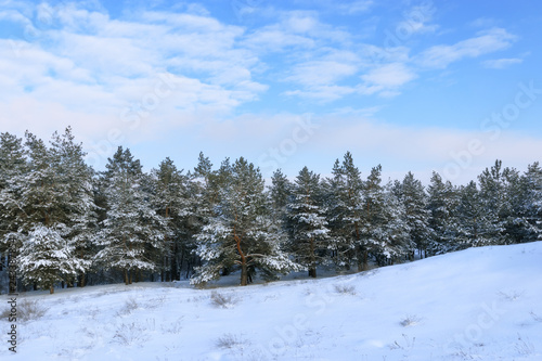 bright pre-holiday winter forest / nature forests of Ukraine winter landscape