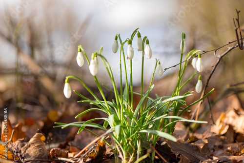 Fototapeta Naklejka Na Ścianę i Meble -  beautiful spring flowers in the forest. Snowdrop