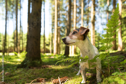 Fototapeta Naklejka Na Ścianę i Meble -  Cute funny Jack Russell Terrier dog is sitting obediently in a sunny forest