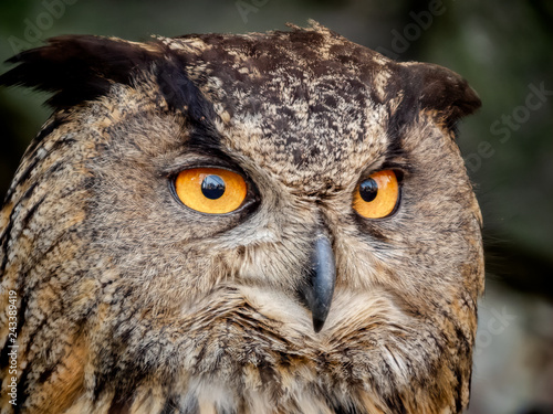 closeup of eagle owl with orange eyes