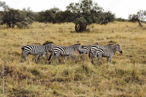 A flock of Zebras
