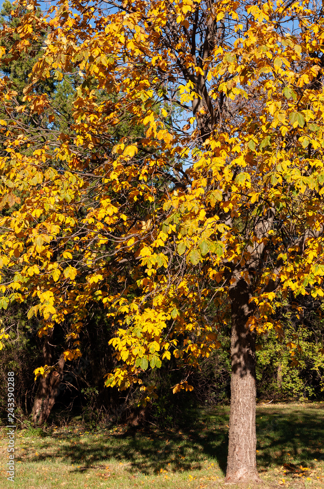 Baum im Herbst, Park I