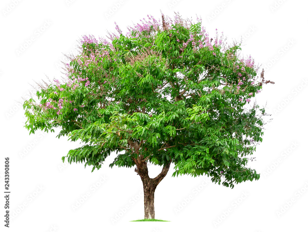 Obraz premium Trees isolated on white background, tropical trees isolated used for design. File contains with clipping path.