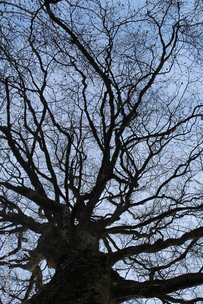 Fototapeta premium Kahler Baum