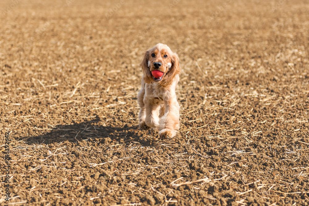 Cocker Spaniel In a field playing