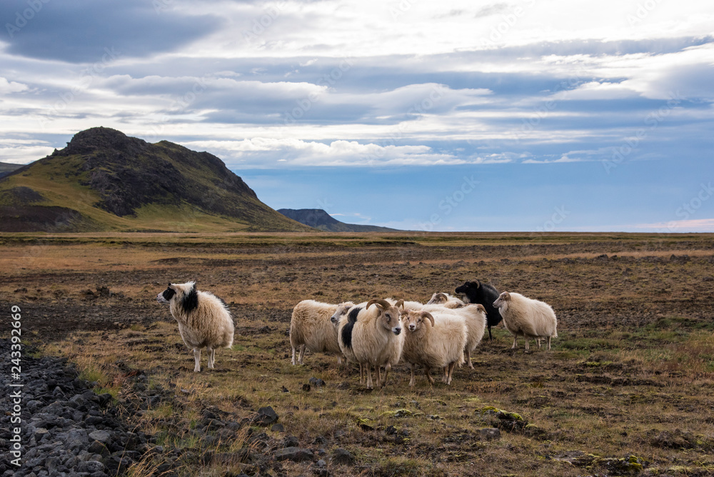 Fototapeta premium Group of Icelandic sheep near the coast. Blue sky.