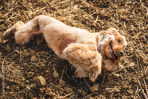 Cocker Spaniel In a field playing © Life in Pixels