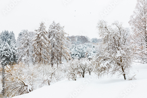 snow covered trees in winter landscape