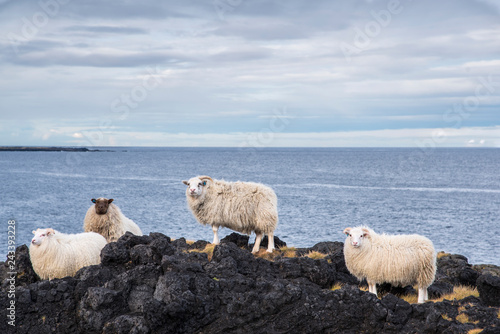 Group of Icelandic sheep near the coast. Blue sky. photo