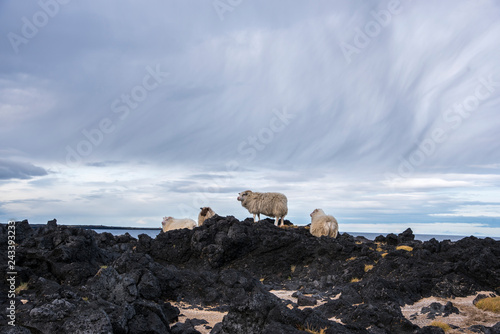 Group of Icelandic sheep near the coast. Blue sky. photo