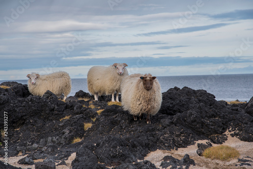 Group of Icelandic sheep near the coast. Blue sky. photo