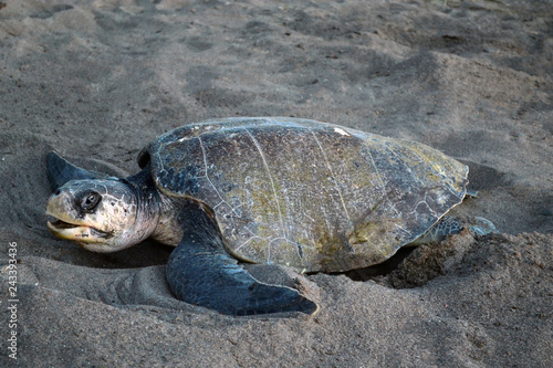 Tortuga lora desovando en playas de Costa Rica