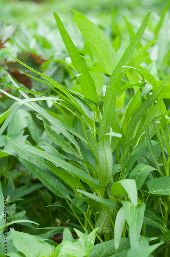 Water spinach in the garden Water spinach in the garden
