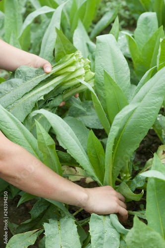 woman farmer hands picking green indian lettuce in vegetable garden