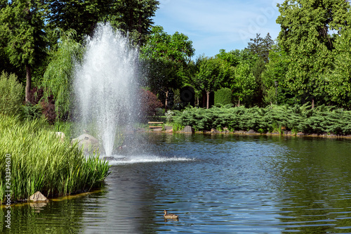 decorative pond with floating duck with reeds and a fountain on the shore landscaping of the shore with a thuja bush in the background are tall deciduous green trees.