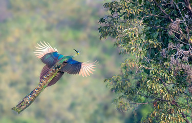 Fototapete Pfau Pfau im Flug zum Baum  © sunti