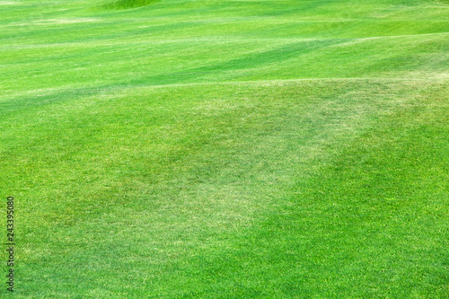 Close-up of a green lawn on a wavy glade, a hilly green field on a sunny day.