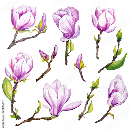 Set of magnolia flowers. Watercolor on white background. Isolated elements for design.