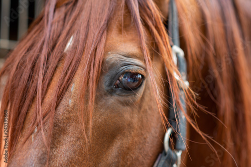 Close up of a horse on a bridle close up.