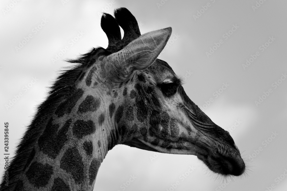 Naklejka premium Portrait of a giraffe