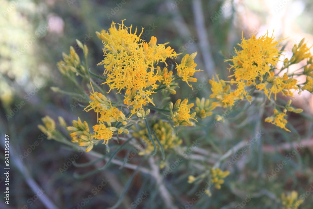 Yellow Flowering Shrub Yellow Flowering Shrub