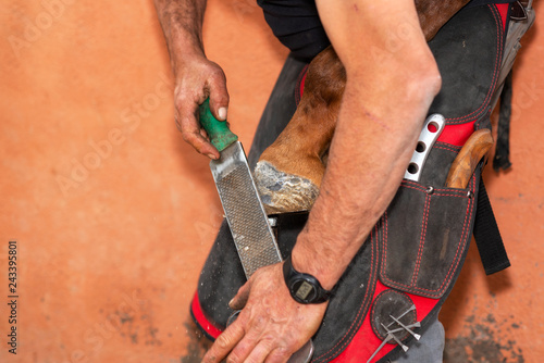 Fototapeta Naklejka Na Ścianę i Meble -  Farrier at work trimming the horses hoof .