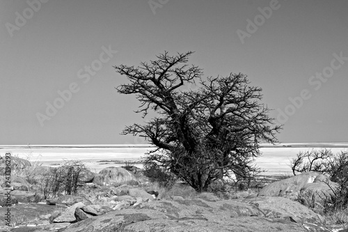 Baobab at Kubu Island photo