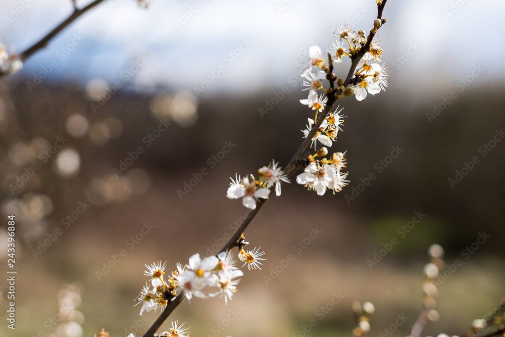 Weiße Blüten Weiße Blüten