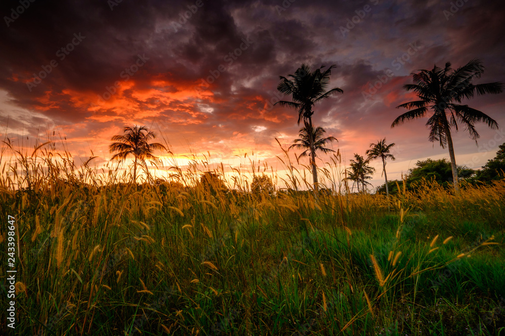 Coconut tree and Lalang or Imperata cylindrica Beauv or Cogon Grass of Feather grass or Dokyakha flowers during beautiful sunset Coconut tree and Lalang or Imperata cylindrica Beauv or Cogon Grass of Feather grass or Dokyakha flowers during beautiful sunset