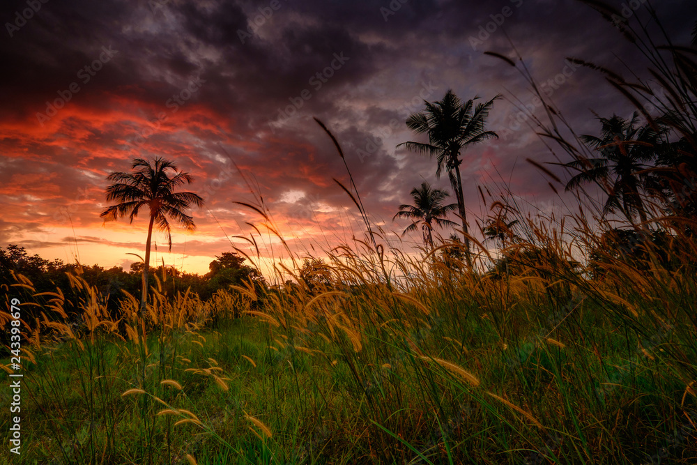 Coconut tree and Lalang or Imperata cylindrica Beauv or Cogon Grass of Feather grass or Dokyakha flowers during beautiful sunset Coconut tree and Lalang or Imperata cylindrica Beauv or Cogon Grass of Feather grass or Dokyakha flowers during beautiful sunset