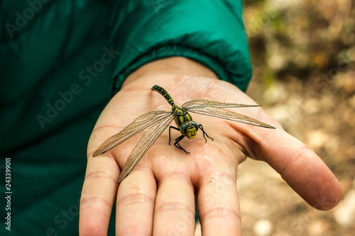 Dragonfly sitting on his finger close. Green