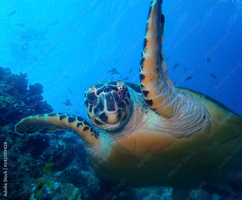 Obraz premium Underwater world in deep water in coral reef and plants flowers flora in blue world marine wildlife, travel nature beauty exploration in diving trip,adventures recreation dive. Fish, corals, creatures