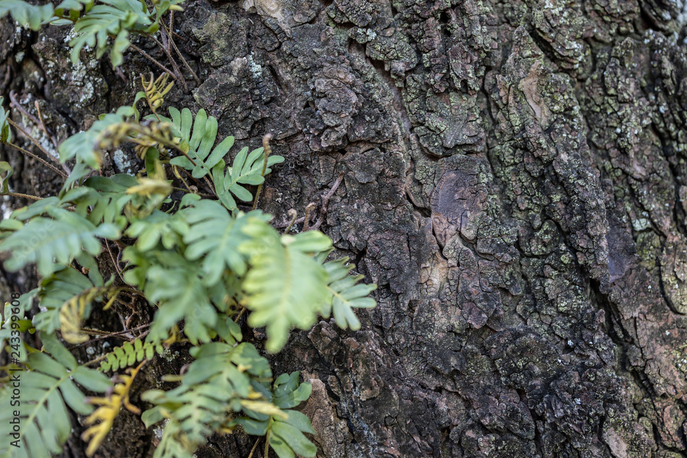 moss on tree