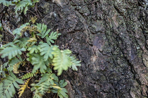Obraz na płótnie moss on tree w salonie