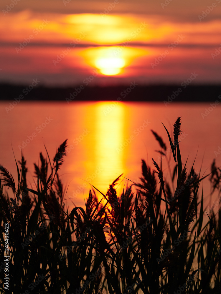 Reeds at sunset seascape