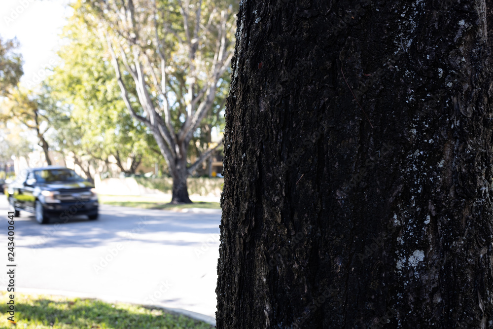 tree