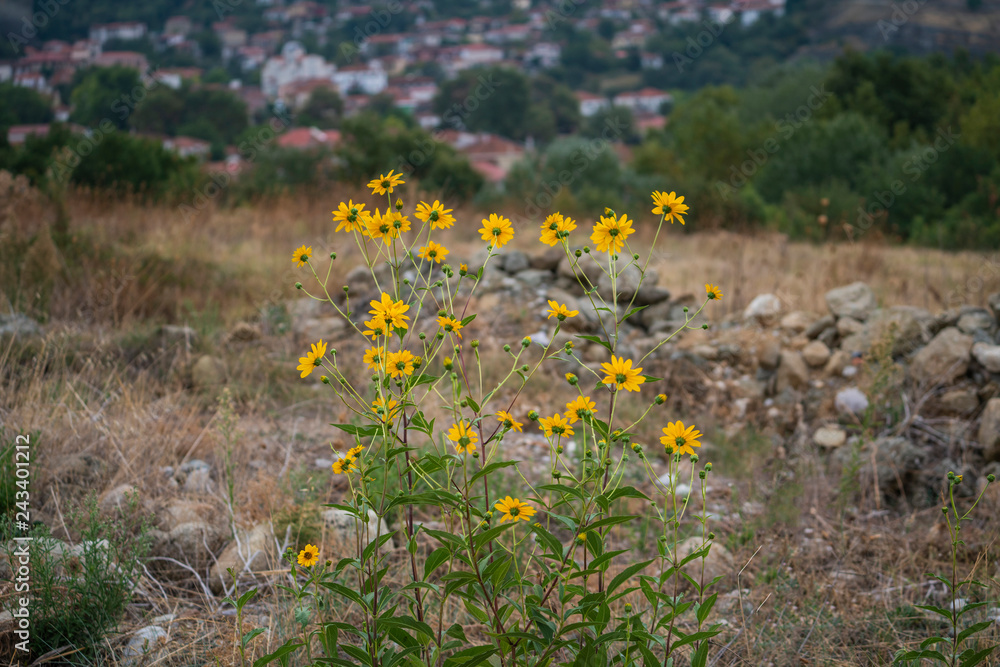Obraz premium Yellow mountain flowers