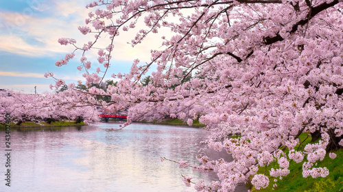 Full bloom Sakura - Cherry Blossom  at Hirosaki park, in Japan photo