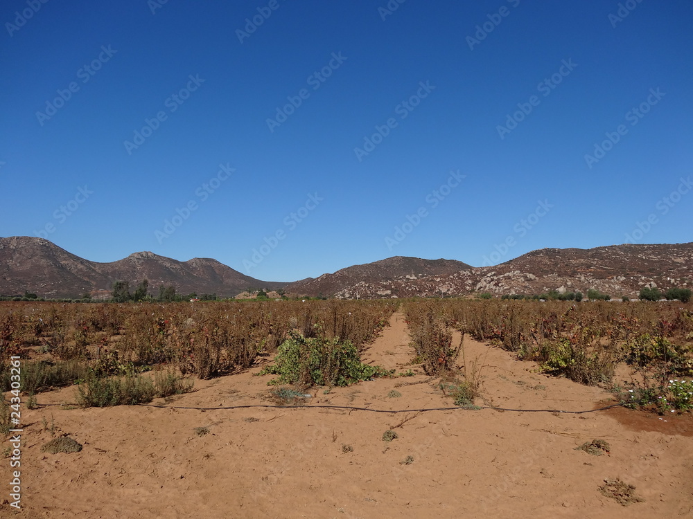 Vino Mexicano Vino Mexicano