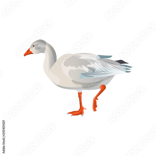 Snow goose vector