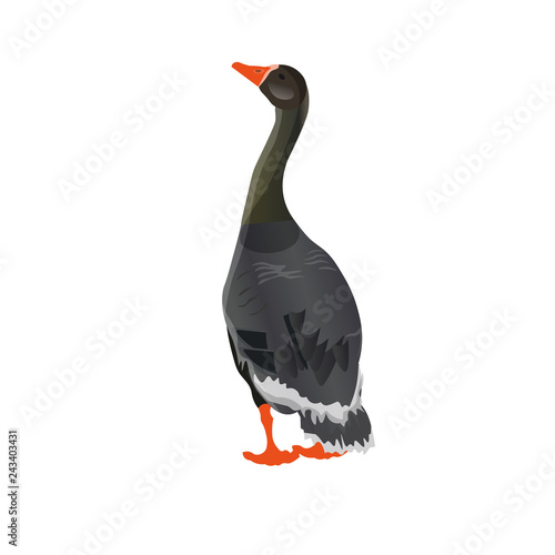 Greylag goose vector