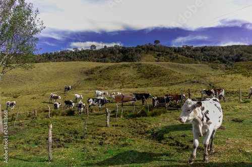 Wallpaper Mural Grupo de ganado vacuno Torontodigital.ca
