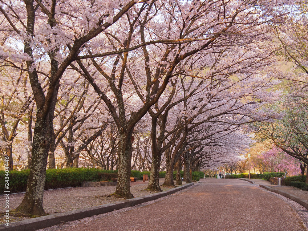 Naklejka premium ピンクに染まる桜並木