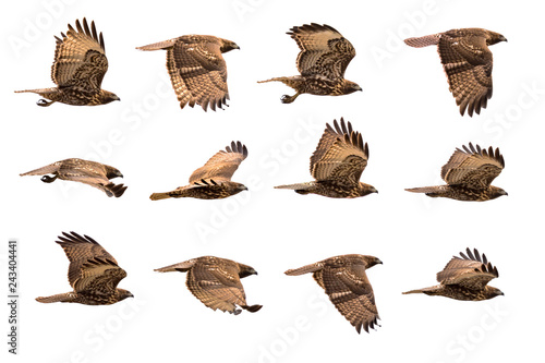 Valokuva Hawk in flight in various positions isolated on white background