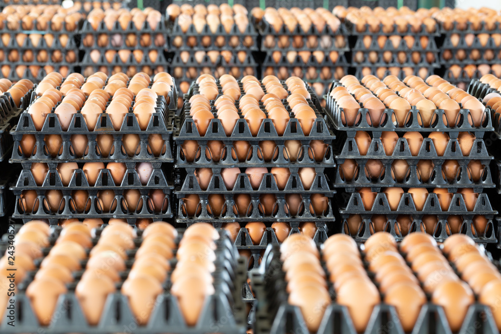 Egg panels arranged on a chicken farm with a blurred egg background, Occupation of farmers in Thailand Egg panels arranged on a chicken farm with a blurred egg background, Occupation of farmers in Thailand