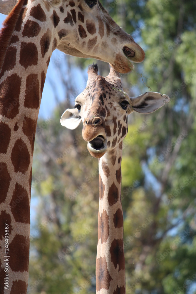 Naklejka premium Jirafa joven comiendo