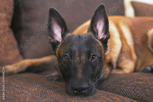 Fototapeta Naklejka Na Ścianę i Meble -  The portrait of a cute young Belgian Shepherd dog Malinois with a black mask lying indoors on a brown couch with pillows