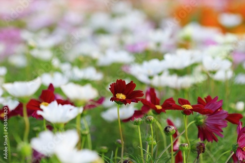 Fototapeta Naklejka Na Ścianę i Meble -  Beautiful flower garden background