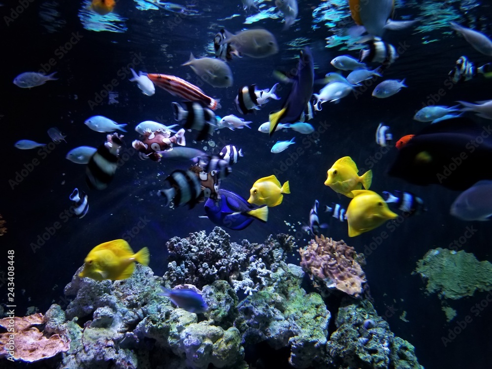Obraz premium Aquarium Feeding Frenzy